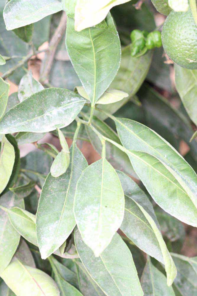              Sun leaves (Riverside, CA)       